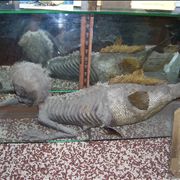 Picture Of Banff Merman