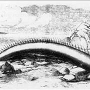 Picture Of Sea Serpent Oarfish